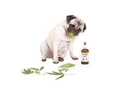 Pet CBD Dogs Cats